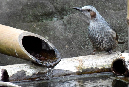ヒヨドリ水飲み2025.01.18平塚（撮影　岡根武彦）