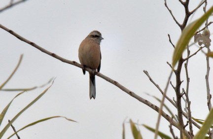 ホオジロ♀2025.01.19平塚（撮影　岡根武彦）