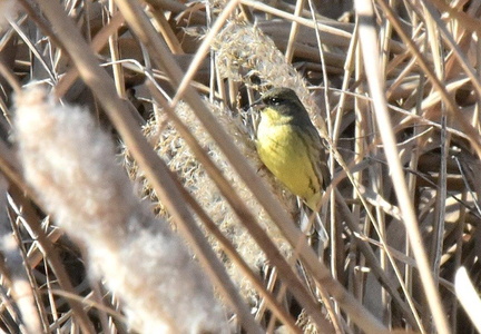 アオジ♂採食2025.02.06平塚（撮影　岡根武彦）