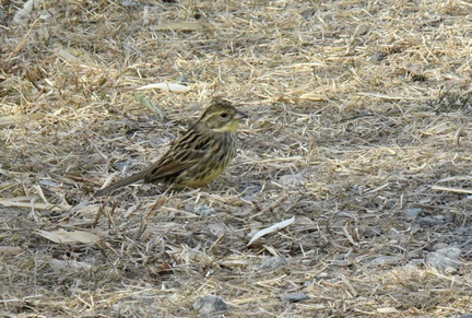 アオジ♀2025.02.12平塚（撮影　岡根武彦）