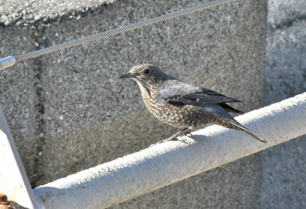 イソヒヨドリ♀2025.02.04平塚（撮影　岡根武彦）