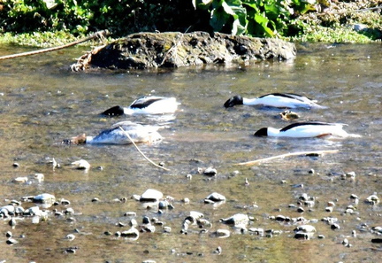 カワアイサ採食2025.02.07平塚（撮影　岡根武彦）