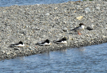 カワアイサ♂３♀１2025.02.04平塚（撮影　岡根武彦）