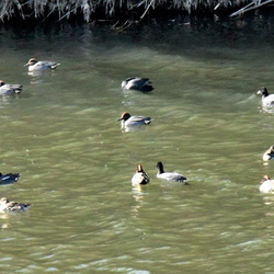 平塚と大磯の鳥（撮影　岡根武彦）