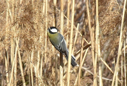 シジュウカラ♀2025.01.31平塚（撮影　岡根武彦）