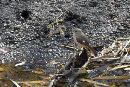 ジョウビタキ♀2025.02.24平塚（撮影　岡根武彦）