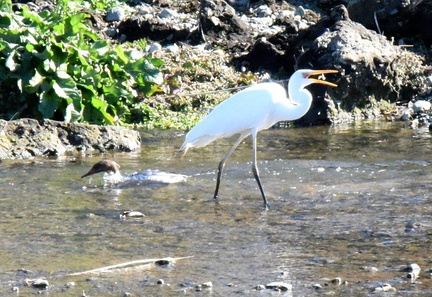 チュウダイサギ採食2025.02.07平塚（撮影　岡根武彦）