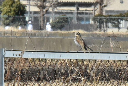 ツグミ2025.02.26平塚（撮影　岡根武彦）