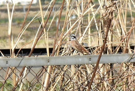 ホオジロ♂2025.02.26平塚（撮影　岡根武彦）