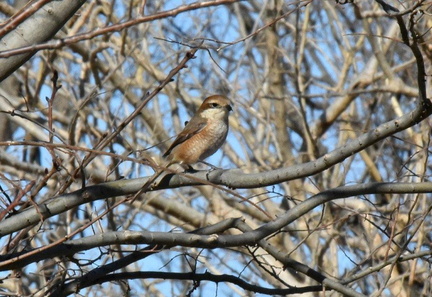 モズ♀2025.01.31平塚（撮影　岡根武彦）