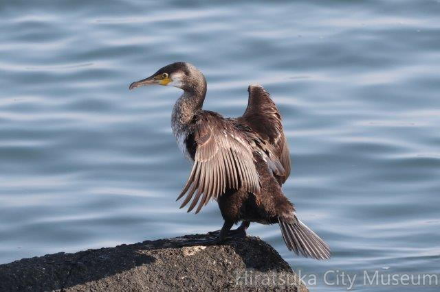 カワウ若鳥2025.01.24平塚（撮影 鈴木真由美） | 平塚市博物館ギャラリー