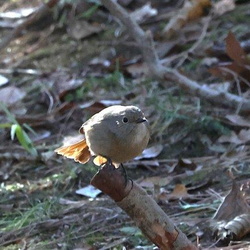 平塚と周辺の野鳥（撮影　鈴木真由美）
