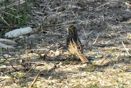 アオジ♀2025.03.01平塚（撮影　岡根武彦）
