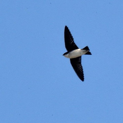平塚と大磯の鳥（撮影　岡根武彦）