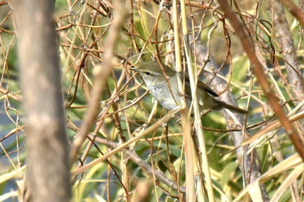 ウグイス2025.03.14平塚（撮影　岡根武彦）