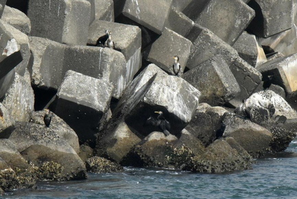 ウミウ2025.03.14平塚（撮影　岡根武彦）