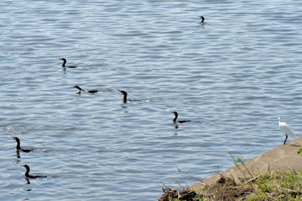 カワウ追い込み漁2025.03.23平塚（撮影　岡根武彦）