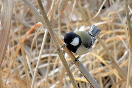 シジュウカラ♂2025.03.09平塚（撮影　岡根武彦）
