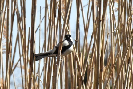 シジュウカラ♂2025.02.27平塚（撮影　岡根武彦）