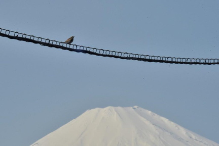 ツグミ2025.03.07平塚（撮影　岡根武彦）