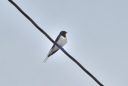 ツバメ♂2025.03.24平塚（撮影　岡根武彦）