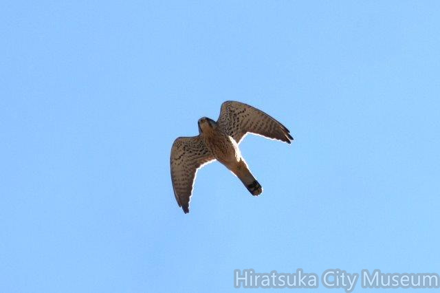 チョウゲンボウ2025.02.24厚木（撮影　鈴木真由美）