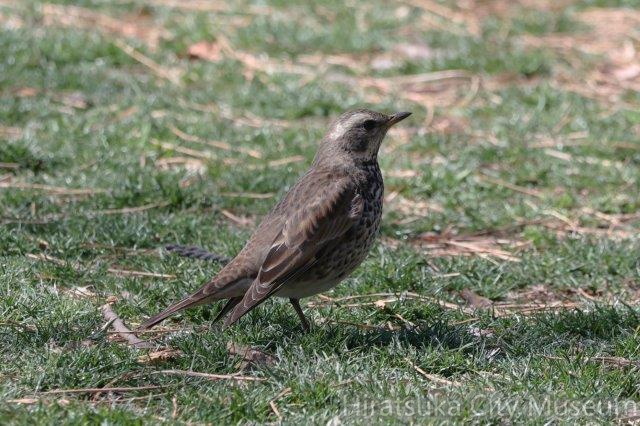 ツグミ若鳥2025.03.10平塚（撮影　鈴木真由美）.jpg