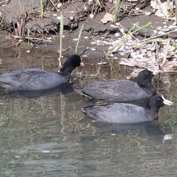 平塚と周辺の野鳥（撮影　鈴木真由美）