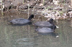 平塚と周辺の野鳥（撮影　鈴木真由美）