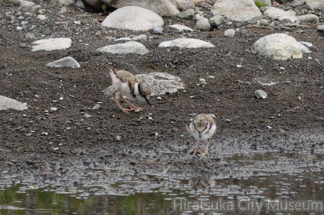 イカルチドリ雛2025.04.18小田原（撮影　鈴木真由美）.jpg