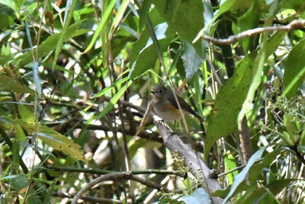 ルリビタキ♀2025.04.05平塚（撮影　岡根武彦）