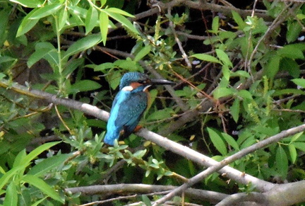 カワセミ♂2025.04.18平塚（撮影　岡根武彦）