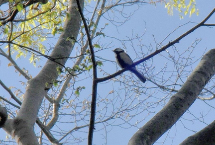 シジュウカラ♂2025.04.14平塚（撮影　岡根武彦）