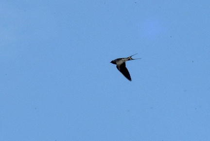 ツバメ♀2025.03.28平塚（撮影　岡根武彦）