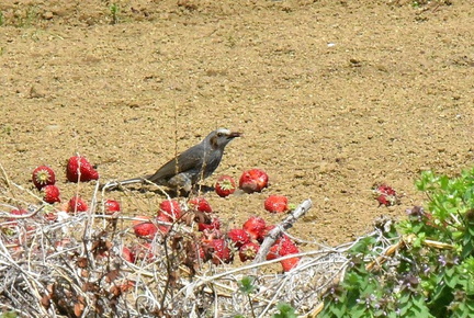 ヒヨドリ採食2025.04.07平塚（撮影　岡根武彦）