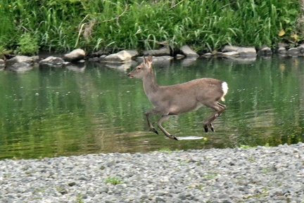 鹿♀2025.04.18高麗大橋（撮影　岡根武彦）