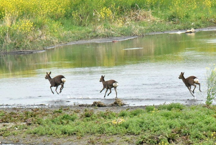 鹿♀2025.04.18高麗大橋2（撮影　岡根武彦）