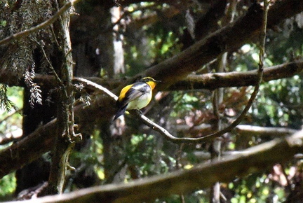 キビタキ♂2025.05.03平塚（撮影　岡根武彦）