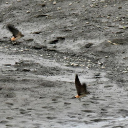 平塚と大磯の鳥（撮影　岡根武彦）