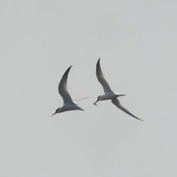 平塚と周辺の野鳥と虫（撮影　鈴木真由美）