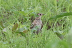 平塚と周辺の野鳥と生き物（撮影　鈴木真由美）