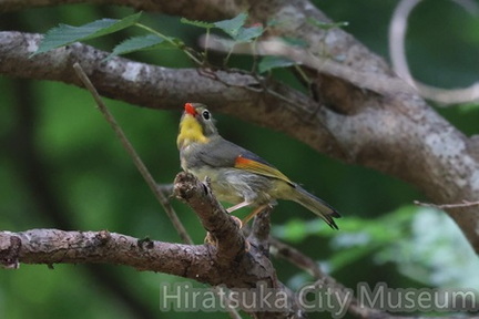 ソウシチョウ2025.06.23大磯（撮影　鈴木真由美）