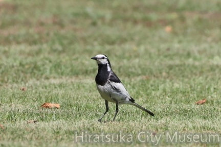 ハクセキレイ2025.07.04平塚（撮影　鈴木真由美）