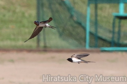 ツバメ2025.07.04平塚（撮影　鈴木真由美）