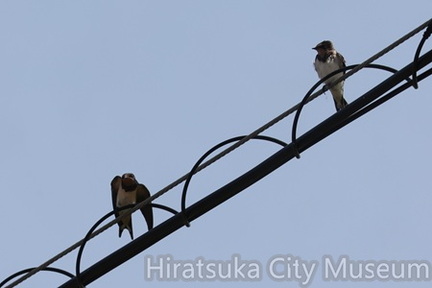 ツバメ2025.07.01平塚（撮影　鈴木真由美）