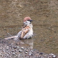 スズメ水浴び2025.07.01平塚（撮影　鈴木真由美）