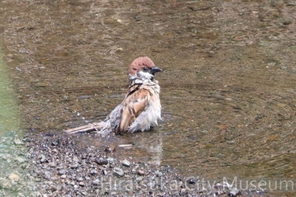 スズメ水浴び2025.07.01平塚（撮影　鈴木真由美）