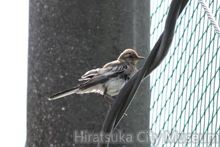 ハクセキレイ幼鳥2025.07.01平塚（撮影　鈴木真由美）