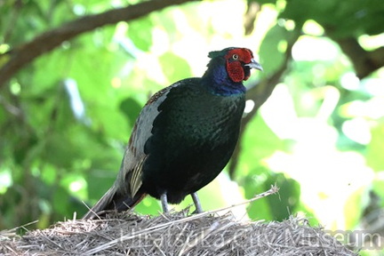 木陰で休むキジ♂2025.07.04平塚（撮影　鈴木真由美）