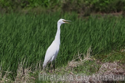 喘ぐダイサギ2025.07.01平塚（撮影　鈴木真由美）